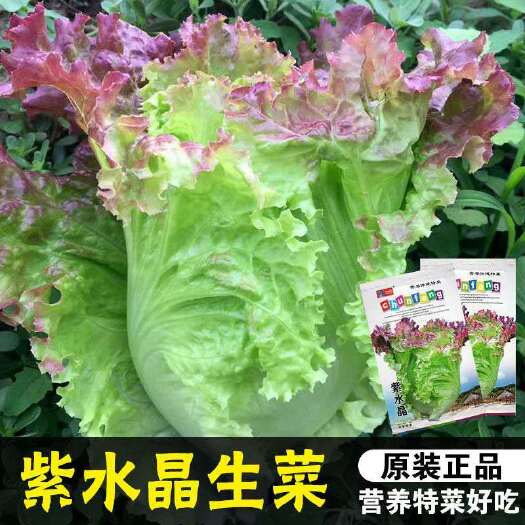 邵东市紫叶生菜种籽散叶生菜紫水晶生菜四季播种庭院菜园盆栽蔬菜种孑