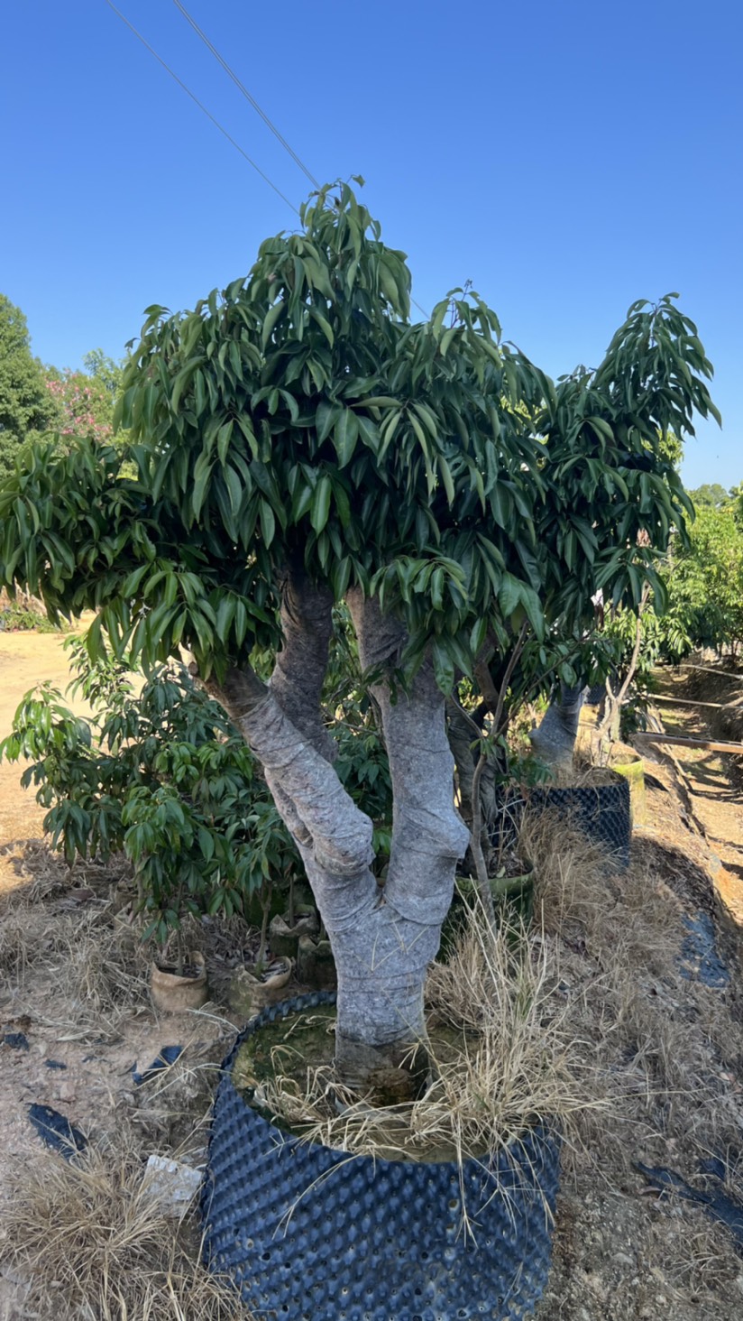 桂味荔枝樹庭院款