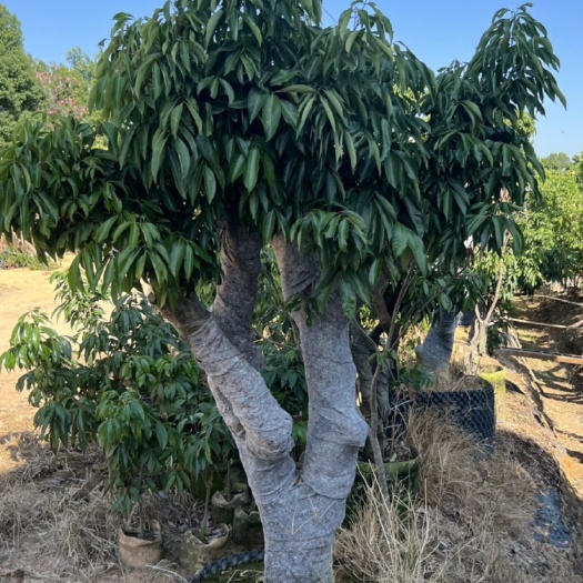 惠州桂味荔枝树庭院款