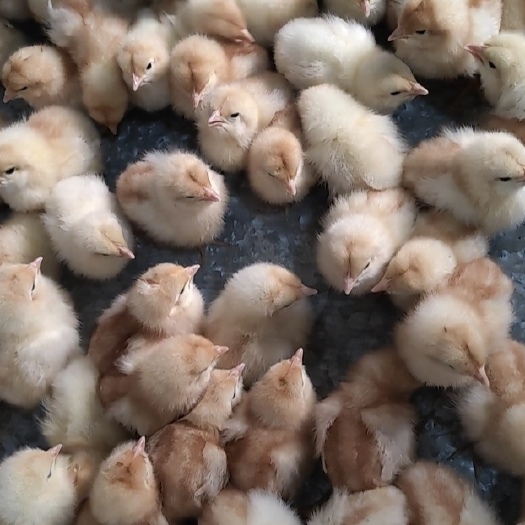 昆明红蛋鸡