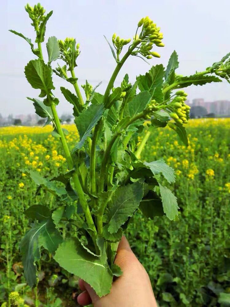 改良割心油菜苔种子油菜心菜薹四季播耐热农家田园阳台蔬菜种籽孑