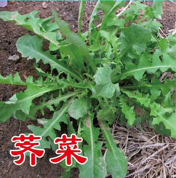 花叶荠菜种子 耐寒耐旱 人们都喜欢吃的野菜种子品种