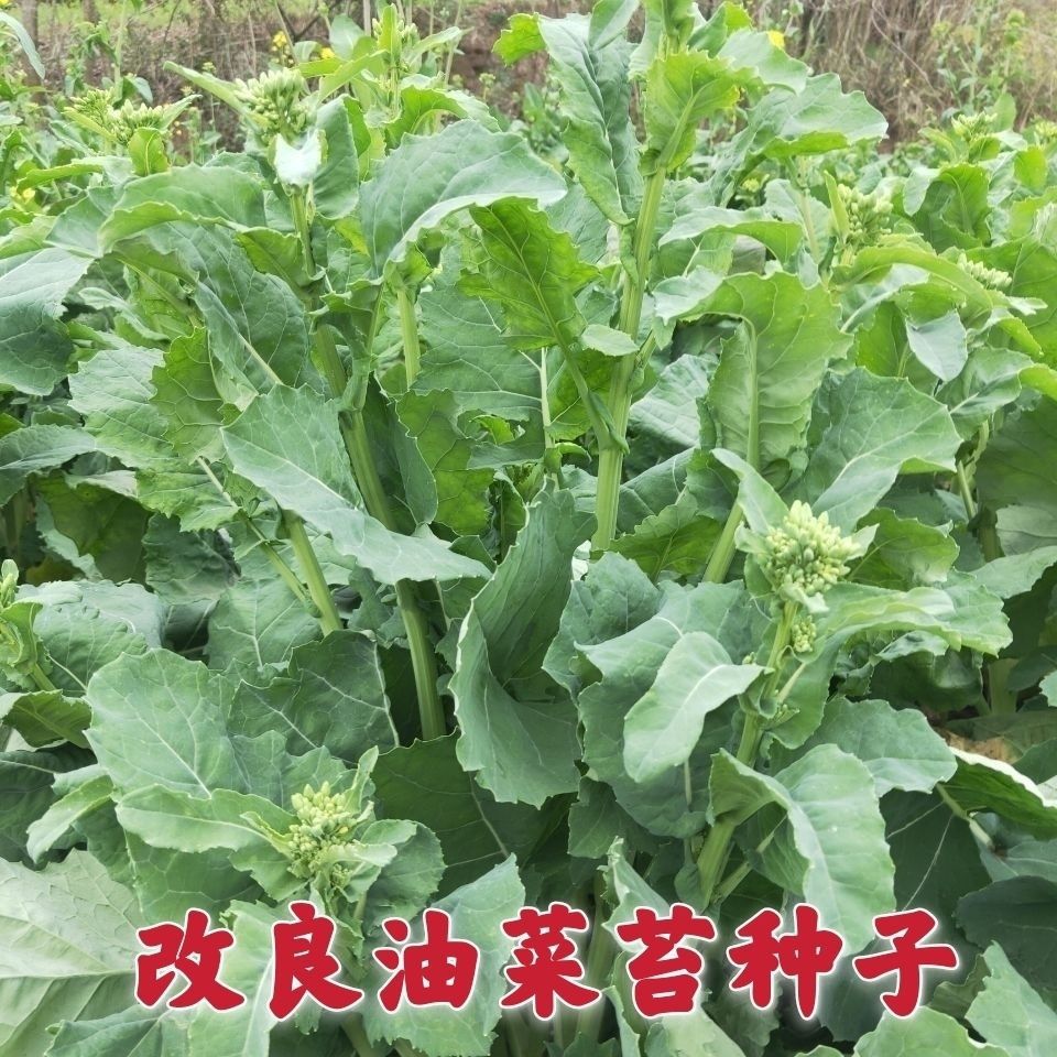 改良割心油菜苔种子油菜心菜薹四季播耐热农家田园阳台蔬菜种籽孑