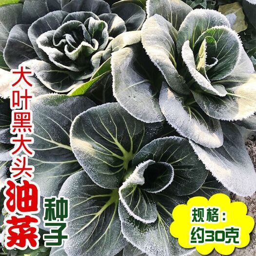 苏州青菜种籽耐寒黑大头菜籽青菜种子黑叶油亮矮脚上海青蔬菜种孑