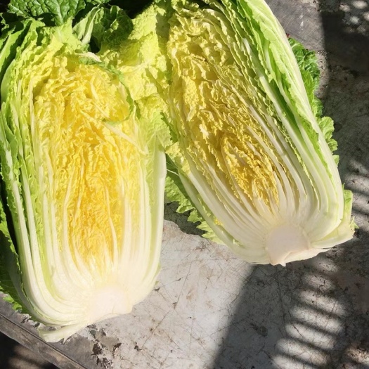 南通黄心大白菜  供电商平台  商超  食堂   农贸