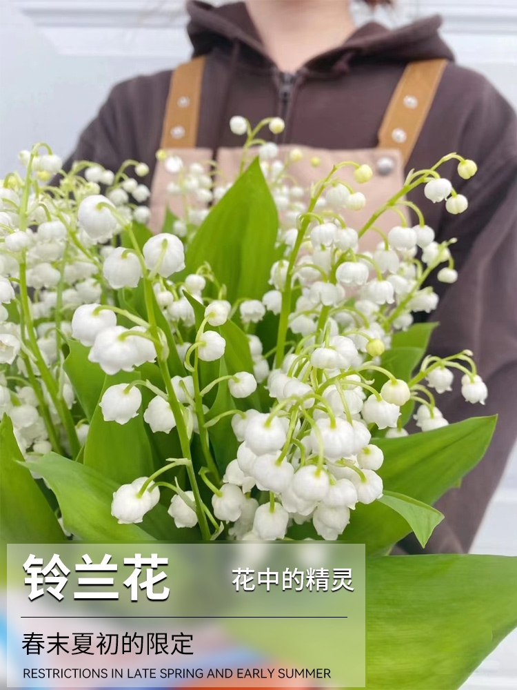 沭阳县铃兰花苗带芽带根盆栽植物种球耐寒室内外花卉绿植四季开花