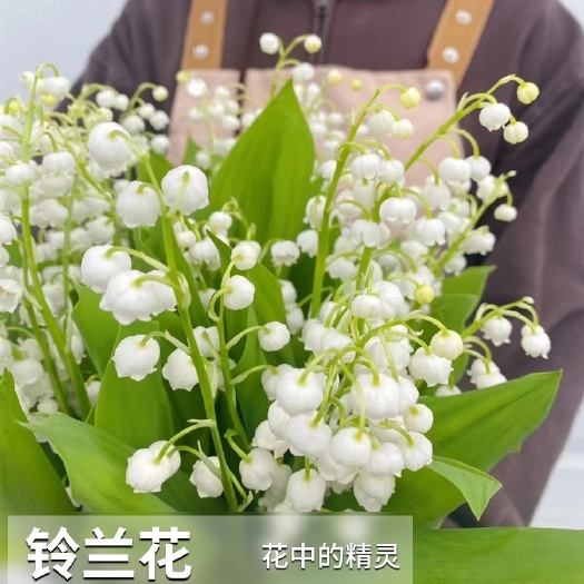 沭阳县铃兰花苗带芽带根盆栽植物种球耐寒室内外花卉绿植四季开花