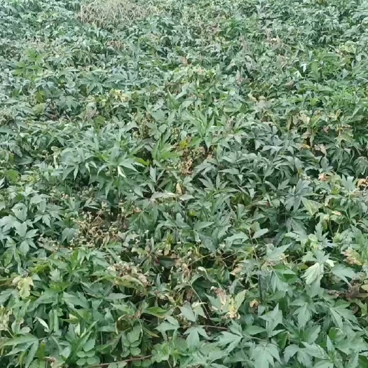 长沙当归
