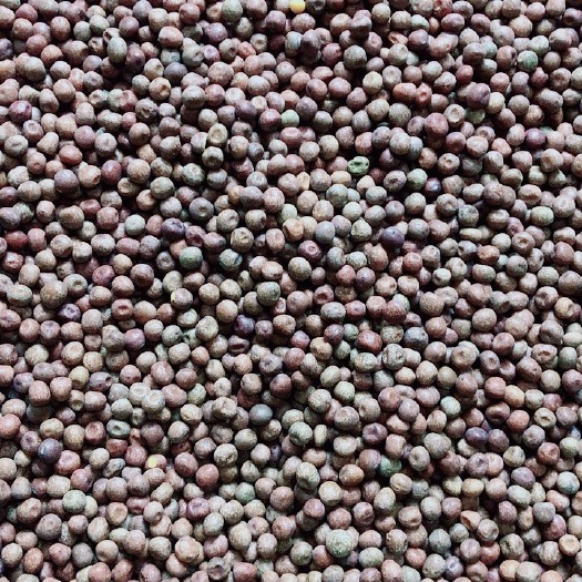 临沂麻豌豆 中粒麻豌豆种子 小粒麻豌豆种子水培豌豆苗芽苗菜种子