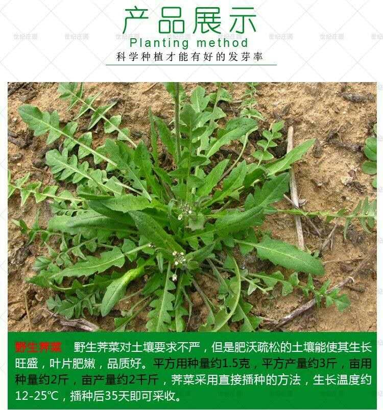 花叶荠菜种子 耐寒耐旱 人们都喜欢吃的野菜种子品种