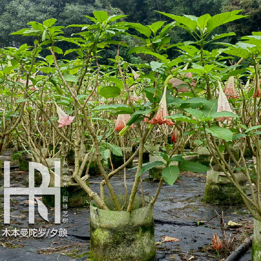 成都木本曼陀罗基地批发，木本曼陀罗供应，木本曼陀罗价格
