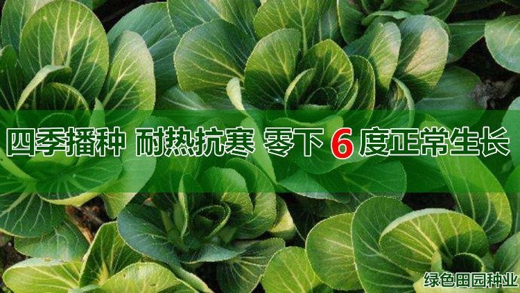 武汉批发黑叶矮脚苏州青种子秋冬四季播种蔬菜种子抗热耐寒，原装