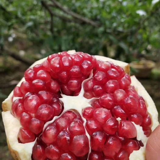 西安【广告时间】骊山脚下华清池畔那一抹红珍珠般的璀璨露出