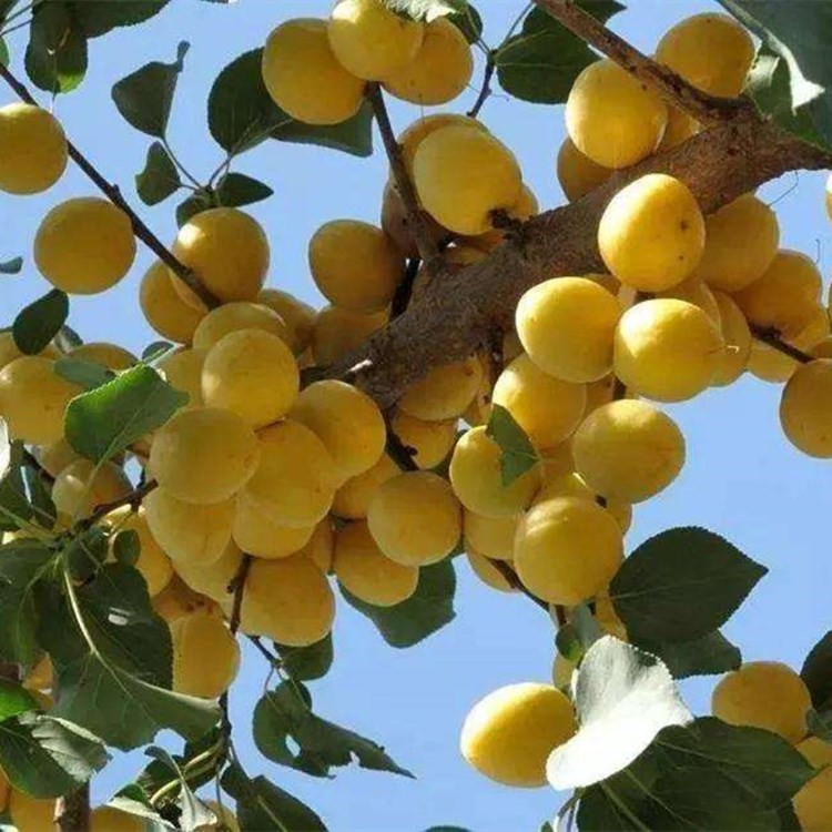 泰安荷兰香蜜杏树苗育苗基地直发 晚熟杏品种 口感香甜