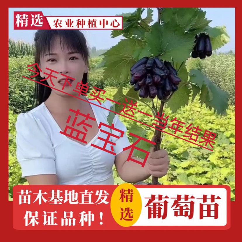 枣庄蓝宝石葡萄苗 甜蜜蓝宝石葡萄苖新品种特大葡萄果树苗南北方种