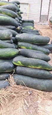 大量供应，精品地冬瓜，全部长条