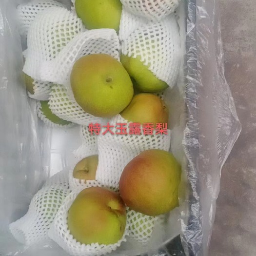 长沙玉露香梨，大果，红香酥梨