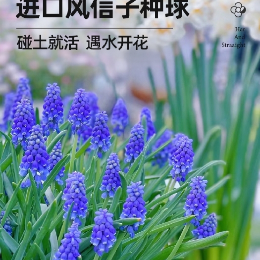 沭阳县现货葡萄风信子种球室内外庭院地栽可水培多年生球根花种球