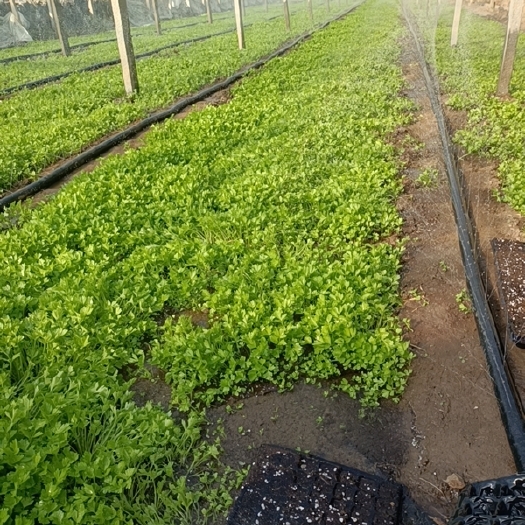 寿光市大量出售高温棚地拔芹菜苗