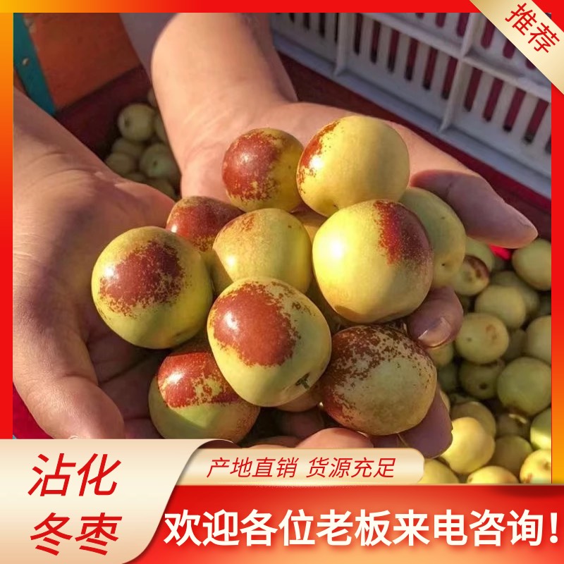 滨州【坏果包赔】一件代发沾化冬枣鲜枣电商平台产地直供