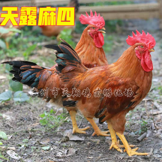 广州天路麻五公天露麻四鸡苗 天露麻鸡苗 麻四公苗