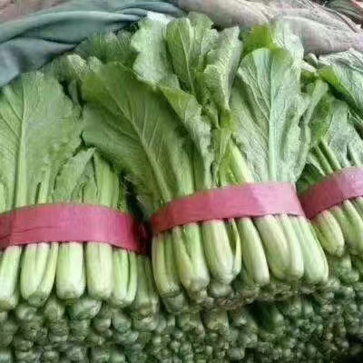 邯郸精品小白菜