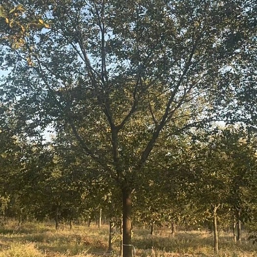 朴树基地 精品朴树 南京朴树 山苗 移栽苗 地产专用