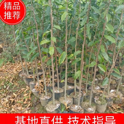 化州市沉香树 沉香苗  土沉香 奇楠沉香树 原产地直供 优质实惠