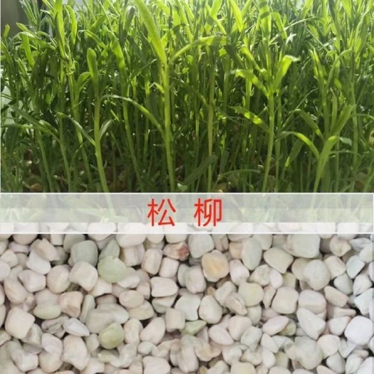 松柳种子相思菜种子松柳苗种子无土栽培水培芽苗菜种子 全国供货