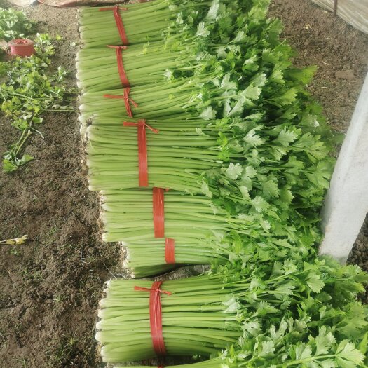 夏邑县西芹