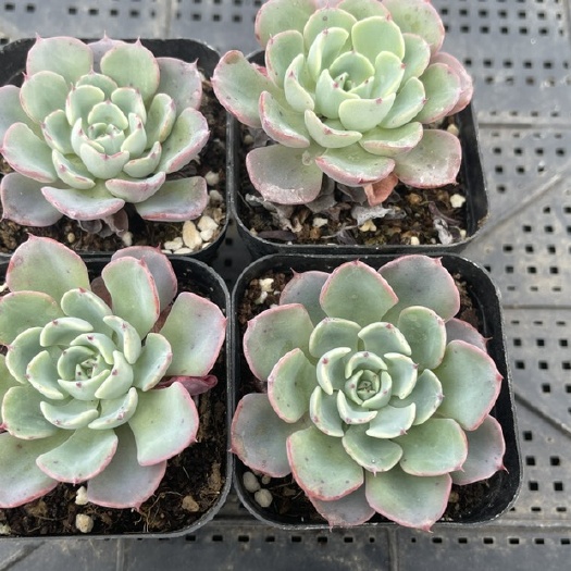 青州市多肉植物泉眼