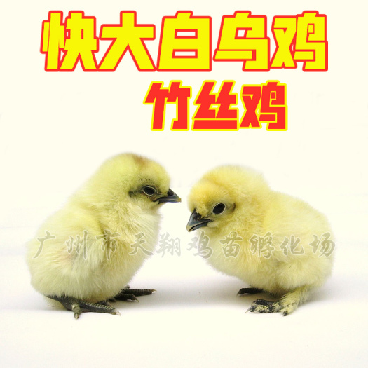 广州竹六鸡苗 竹七鸡苗 竹丝鸡 白凤乌鸡苗 白毛乌骨鸡苗