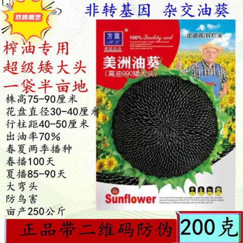 大头油葵原种葵花籽矮杆原装种子农科院可食用种子特大美州种籽