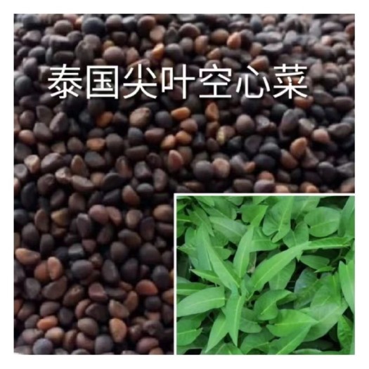 空心菜种子芽苗菜种子 柳叶空心菜种子 水培芽苗菜专用种子批发