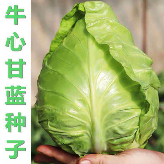 牛心甘蓝种子 春秋播种早中熟特大一号 蔬菜种子卷心菜春秋播种