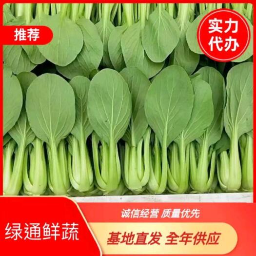 曹县精品上海青，油菜，基地直发，各种规格，诚信经营，质量保证。