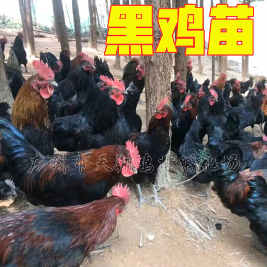 广州黑二鸡苗 黑鸡1.8号苗 山坑凤 温氏黑鸡苗