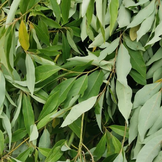 灵山县木姜子（豆豉姜）
