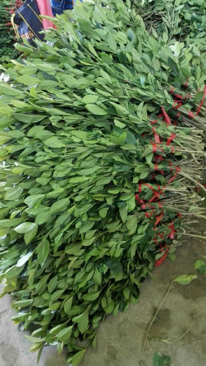 栀子花切条