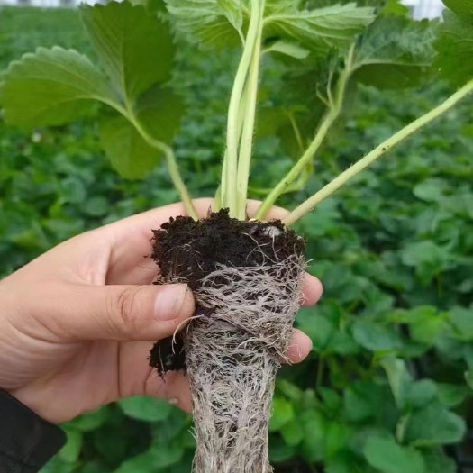 兰陵县山东临沂优质穴盘基质脱毒草莓苗越秀越秀越秀