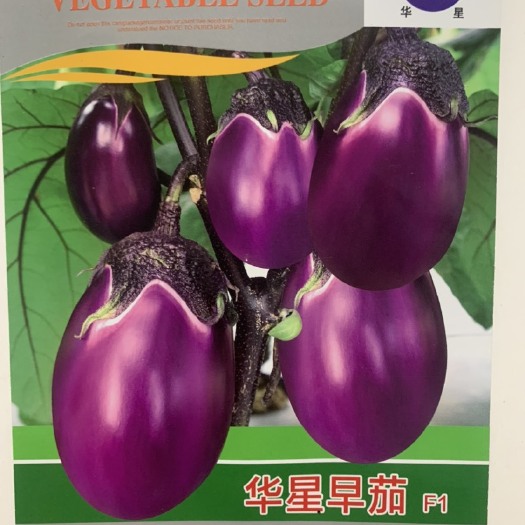 长沙老品种湖南本地茄种子特大紫罐茄牛心紫黑罐茄春季四季播蔬菜种子