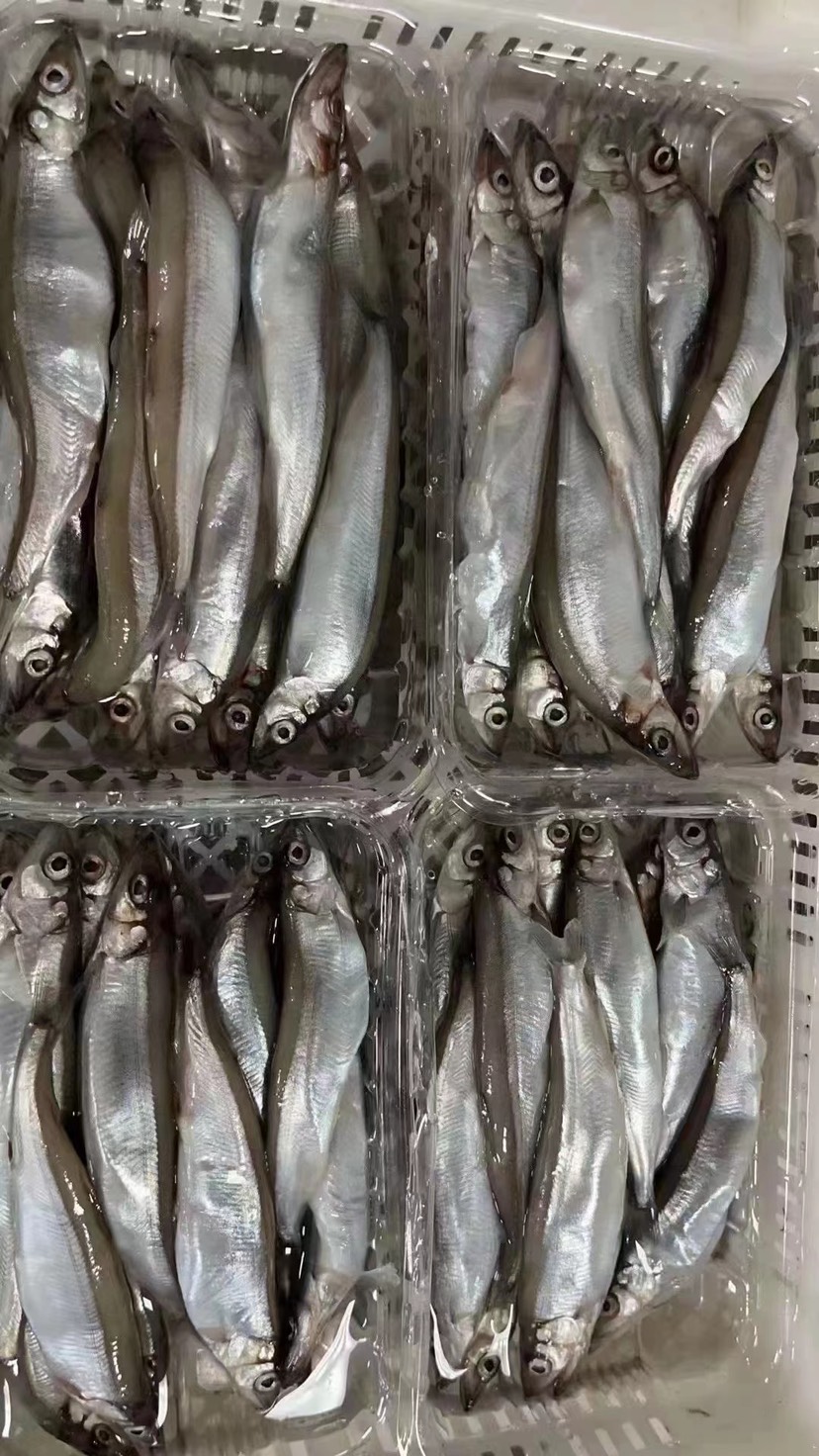 满籽多春鱼带膏新鲜餐厅供应批发代理水产海鲜冷冻酒店烧烤社区