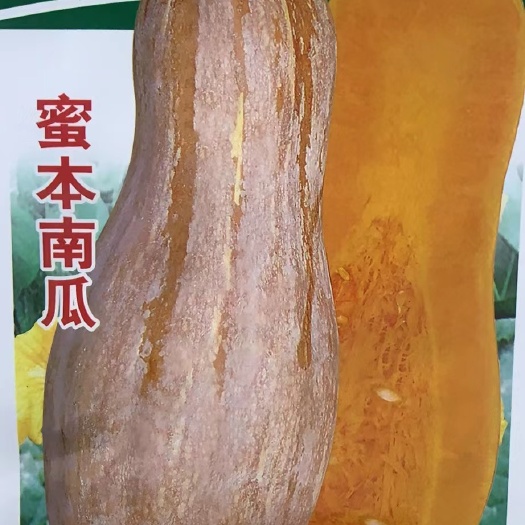 邵东市早熟高产蜜本南瓜种子超甜粉面早栗甜南瓜耐贮运四季大田蔬菜种籽