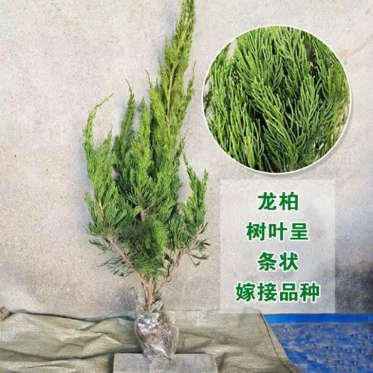 沭阳县江苏沭阳精品小龙柏带土球发货支持检疫证发票技术指导