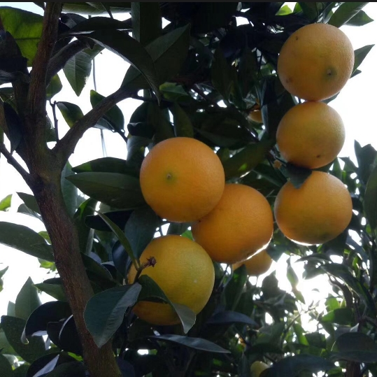 宜昌脐橙，自然环境得天独厚