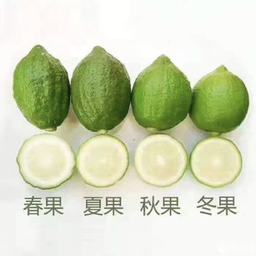 灵山县广东无籽香水柠檬苗 扦插苗 嫁接苗 香水产量高 四季结果