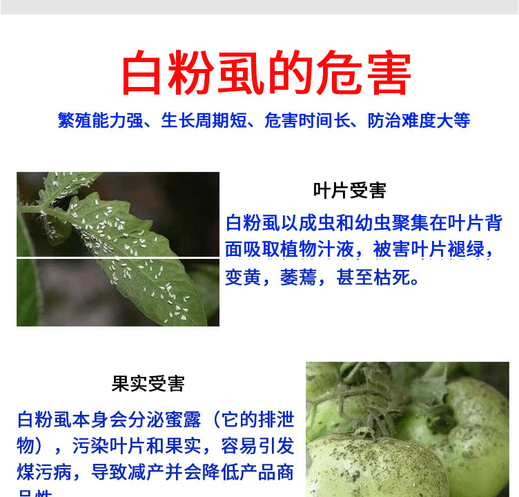 呋虫胺烯啶虫胺飞虱专用西红柿辣椒茄子黄瓜粉虱专用杀虫剂