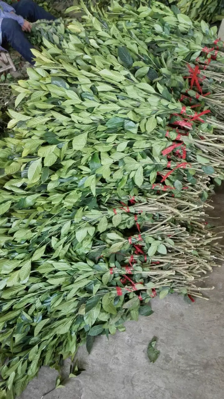 栀子花切条
