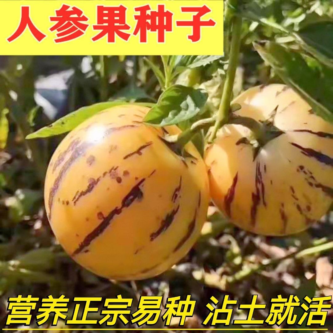 邵东市人参果种子四季种植多年生人生果种子高产庭院阳台盆栽水果种子籽