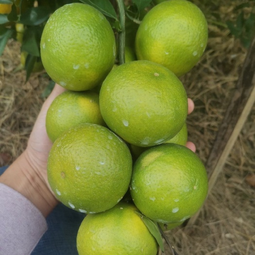 仁化县皇帝柑皇帝柑，贡柑贡柑，皮薄多汁果肉脆甜，全国批发，大量供应